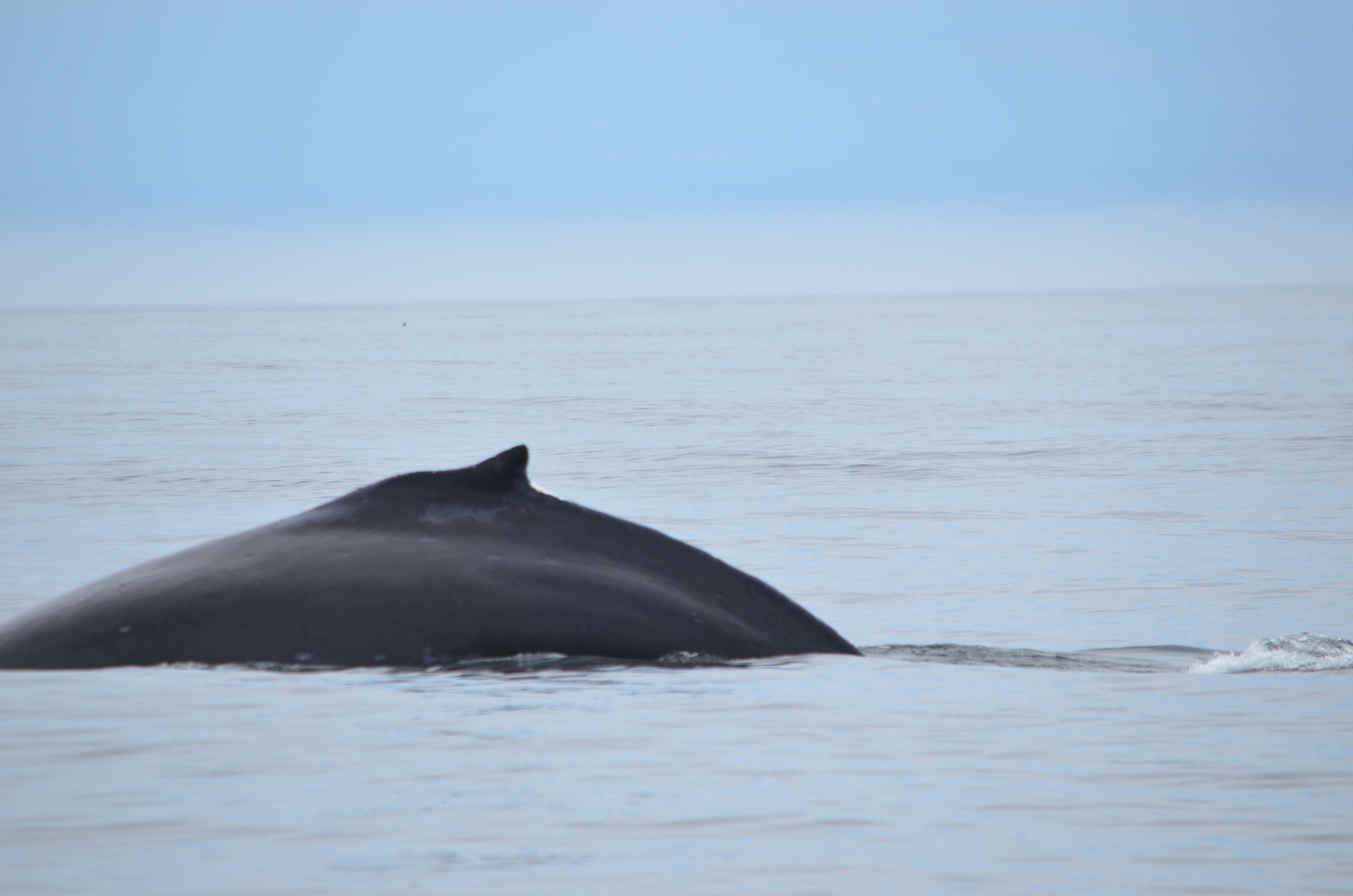 photos/wildlife/Mammal_Species/Humpback Whale/DSC_0111.JPG